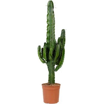 AH Euphorbia erytrea cowboycactus l