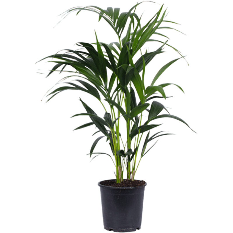 AH Howea forsteriana kentiapalm m