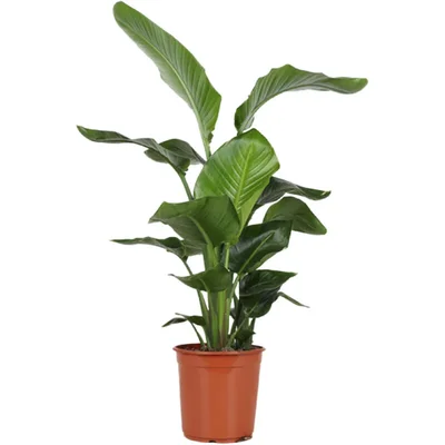 AH Strelitzia nicolai paradijsvogelplant l