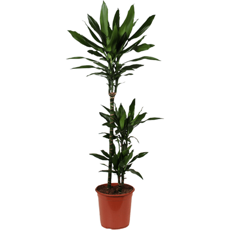 AH Dracaena janet lind drakenbloedboom l