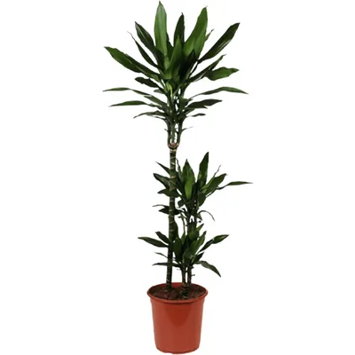 AH Dracaena janet lind drakenbloedboom l