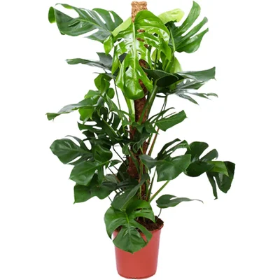 AH Monstera pertusum gatenplant l