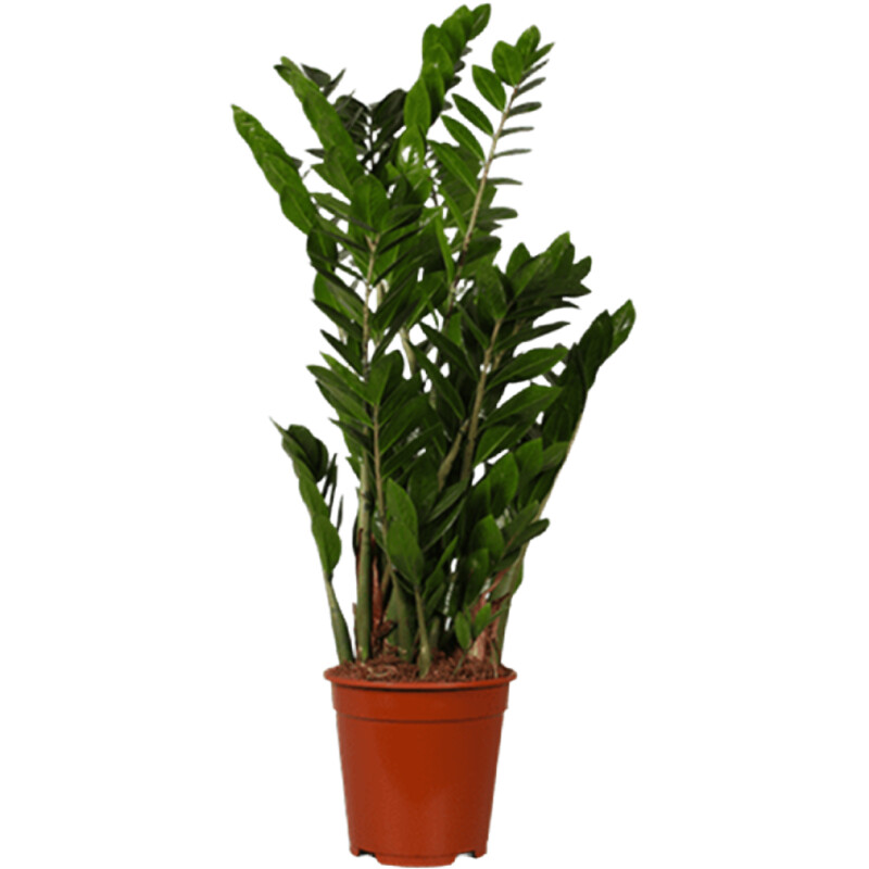 AH Zamioculcas zz plant m