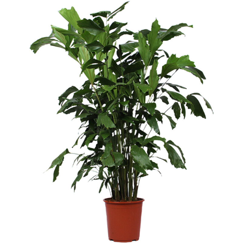 AH Caryota mitis vissenstaartpalm xl