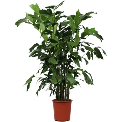 AH Caryota mitis vissenstaartpalm xl
