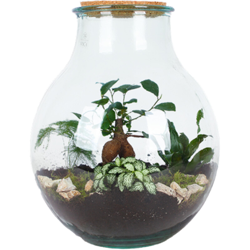 AH Terrarium boris l diy
