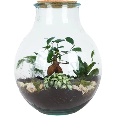 AH Terrarium boris l diy