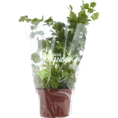 AH Biologisch Koriander pot