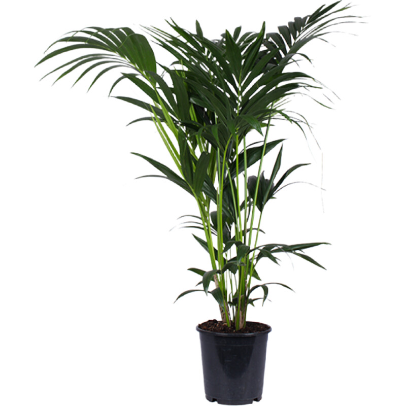 AH Howea forsteriana kentiapalm l