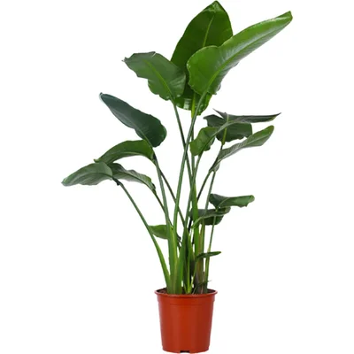 AH Strelitzia nicolai paradijsvogelplant xl