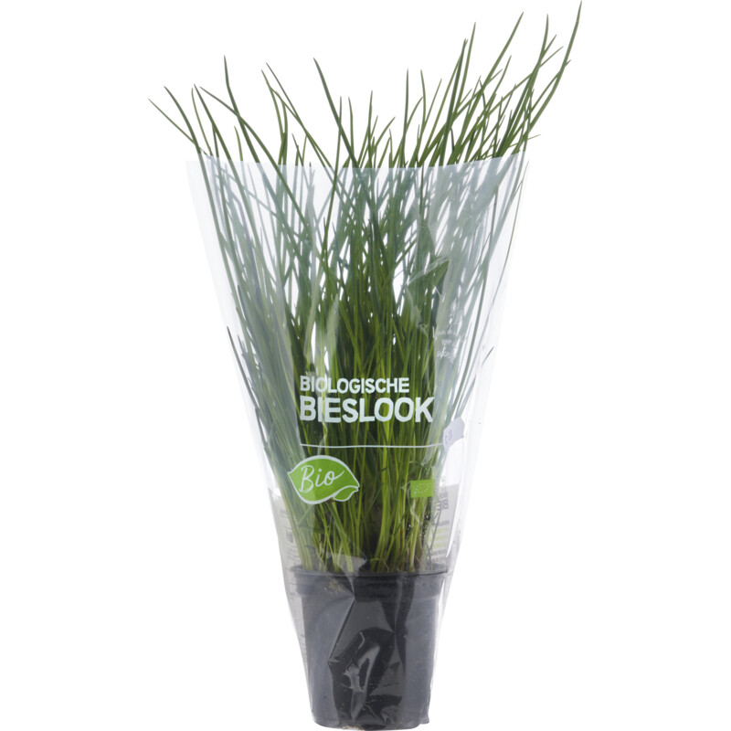 AH Biologisch Bieslook pot