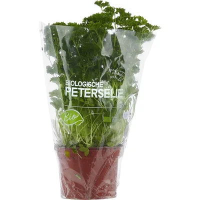 AH Biologisch Platte peterselie pot