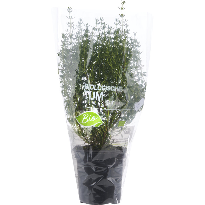 AH Biologisch Tijm pot