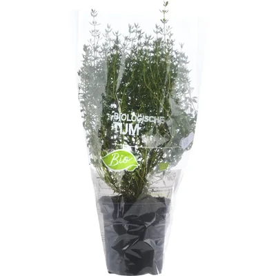 AH Biologisch Tijm pot