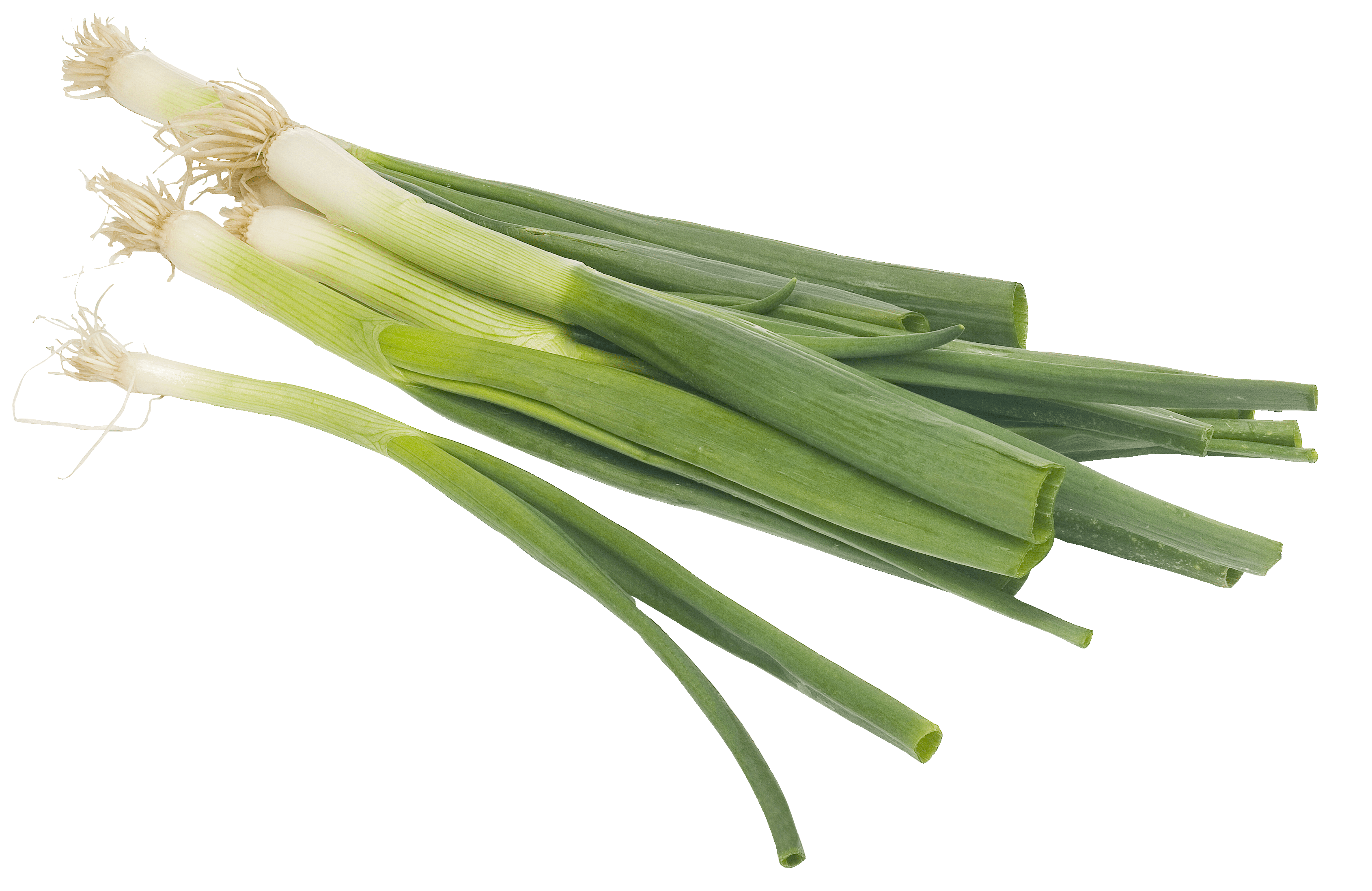 PLUS Bosuien Stuk 1 st