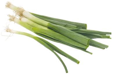 PLUS Bosuien Stuk 1 st