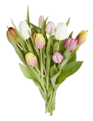 PLUS Tulpen regenboogmix Set 9 st