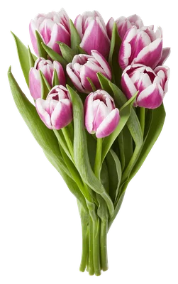 PLUS Tulpen paars bicolor Set 10 st