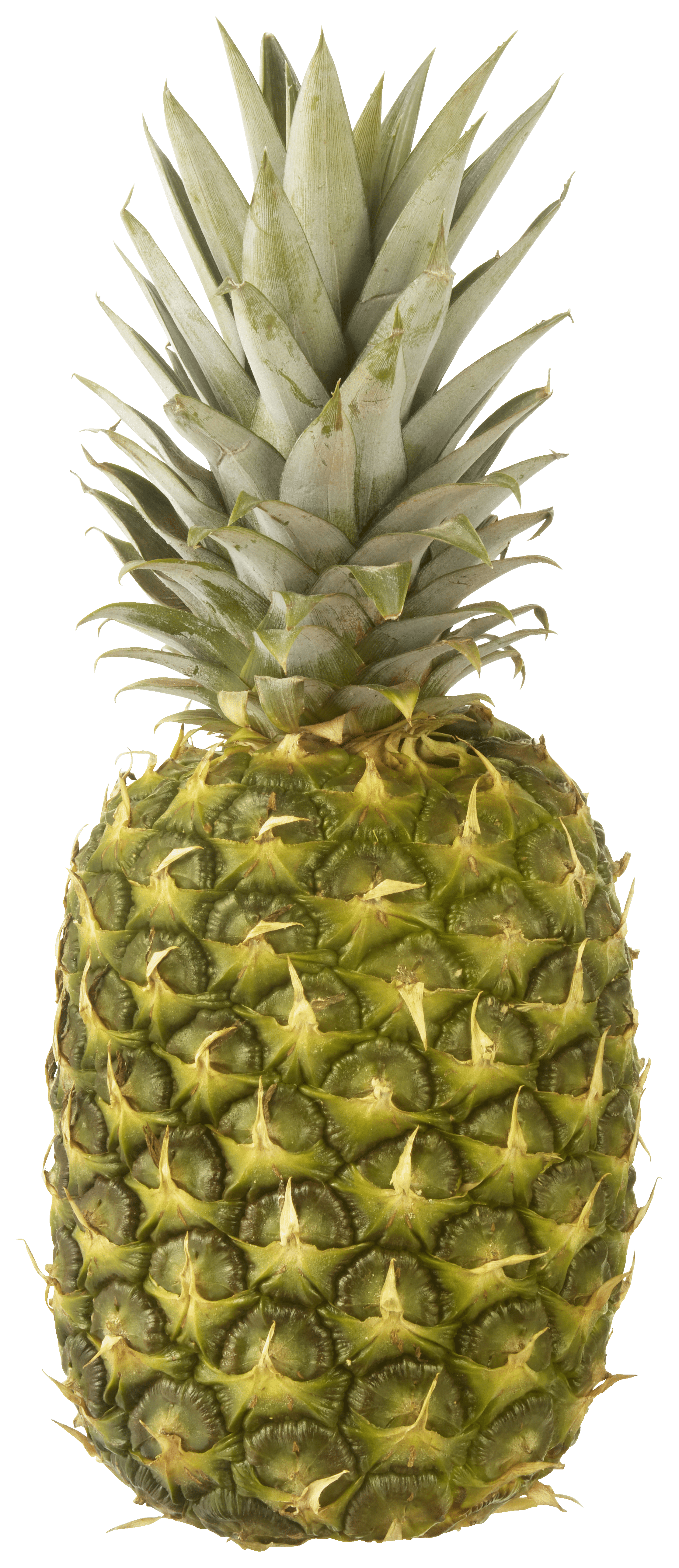 Neutraal Verse Atjar