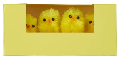 Avec Pasen chenille kuikens