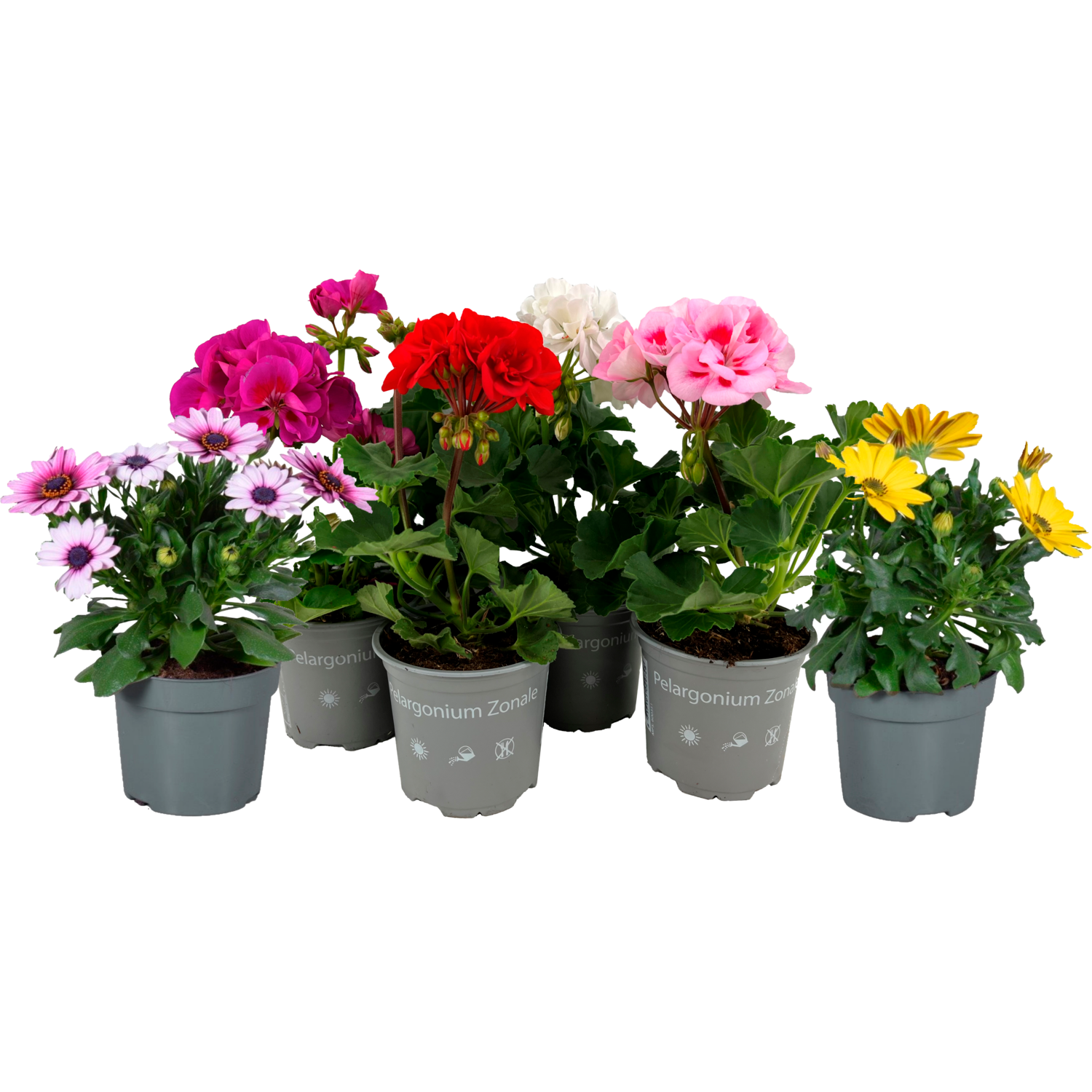 Spaanse margriet of geranium