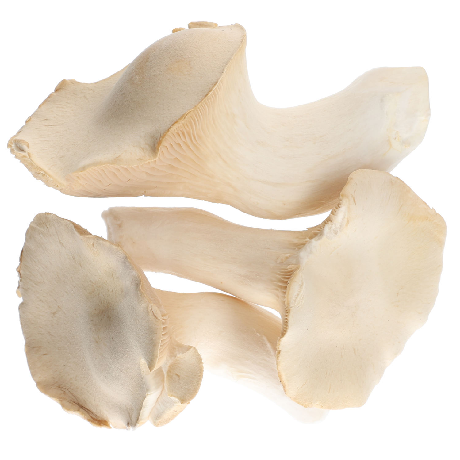 Bio koningsoesterzwam