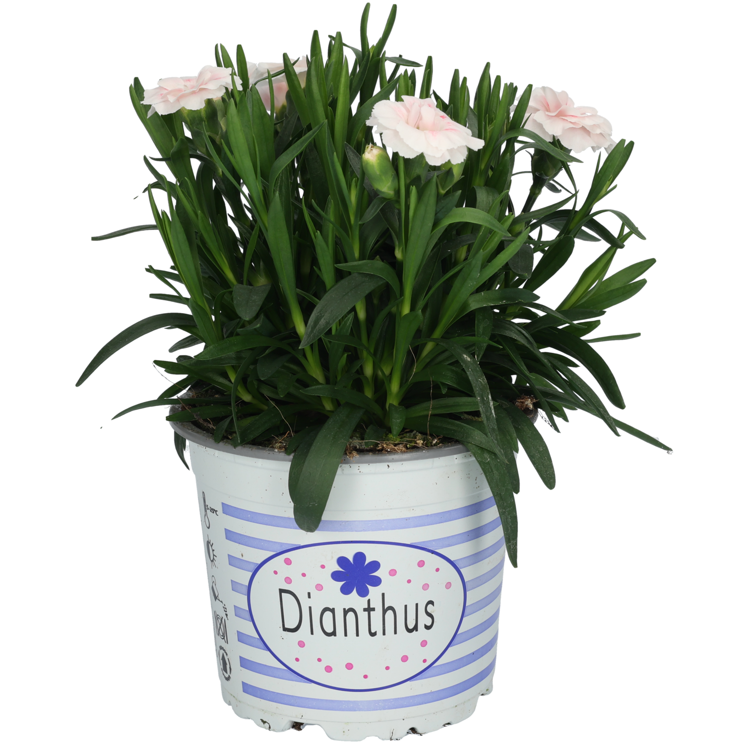 Dianthus tuinanjer potmaat 12c