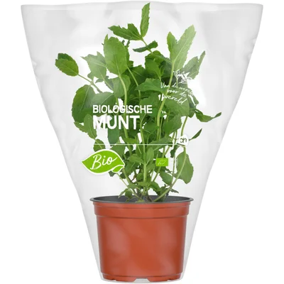 AH Biologisch Munt pot