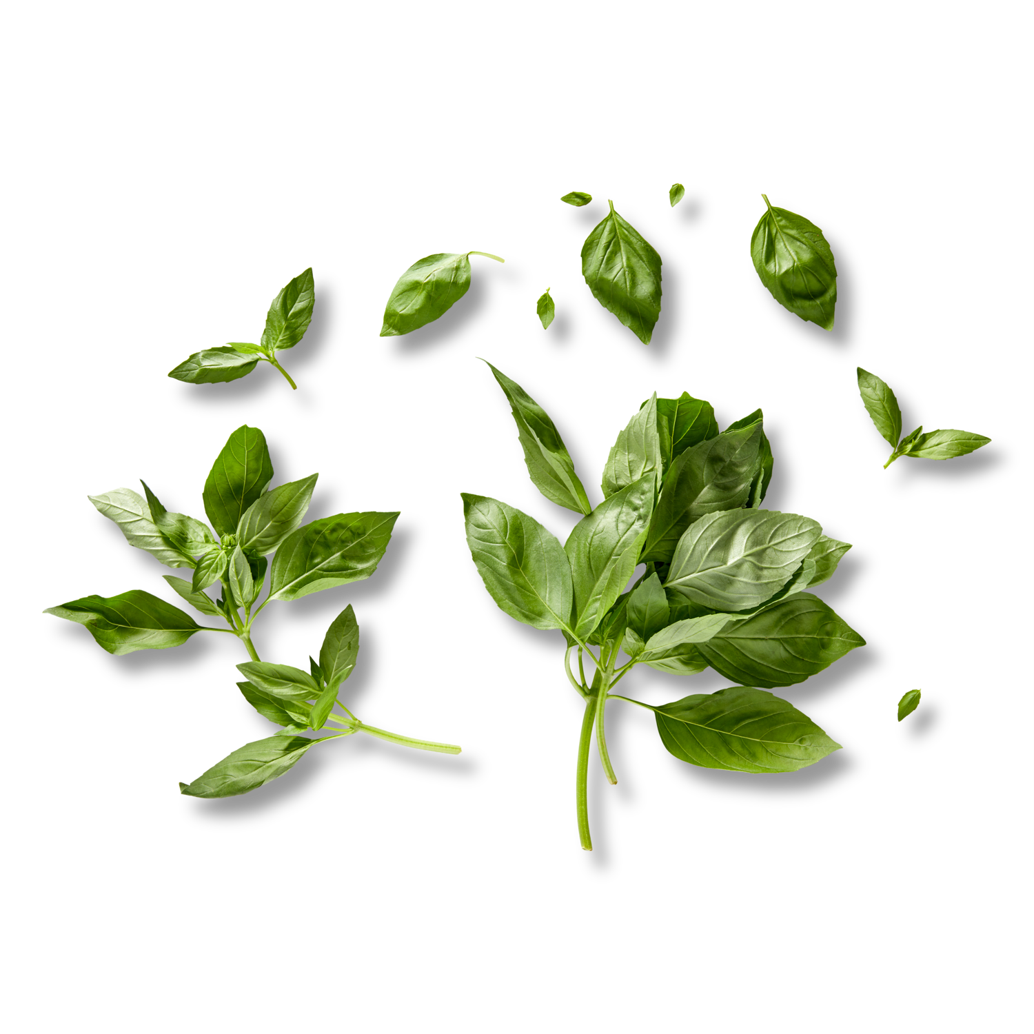 Basilicum