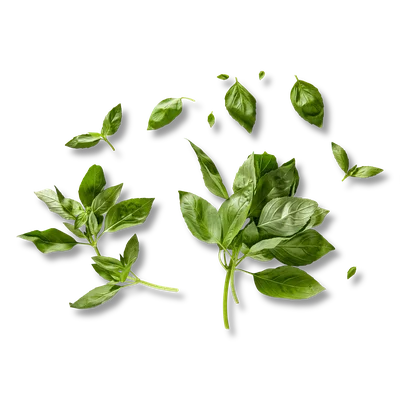 Basilicum