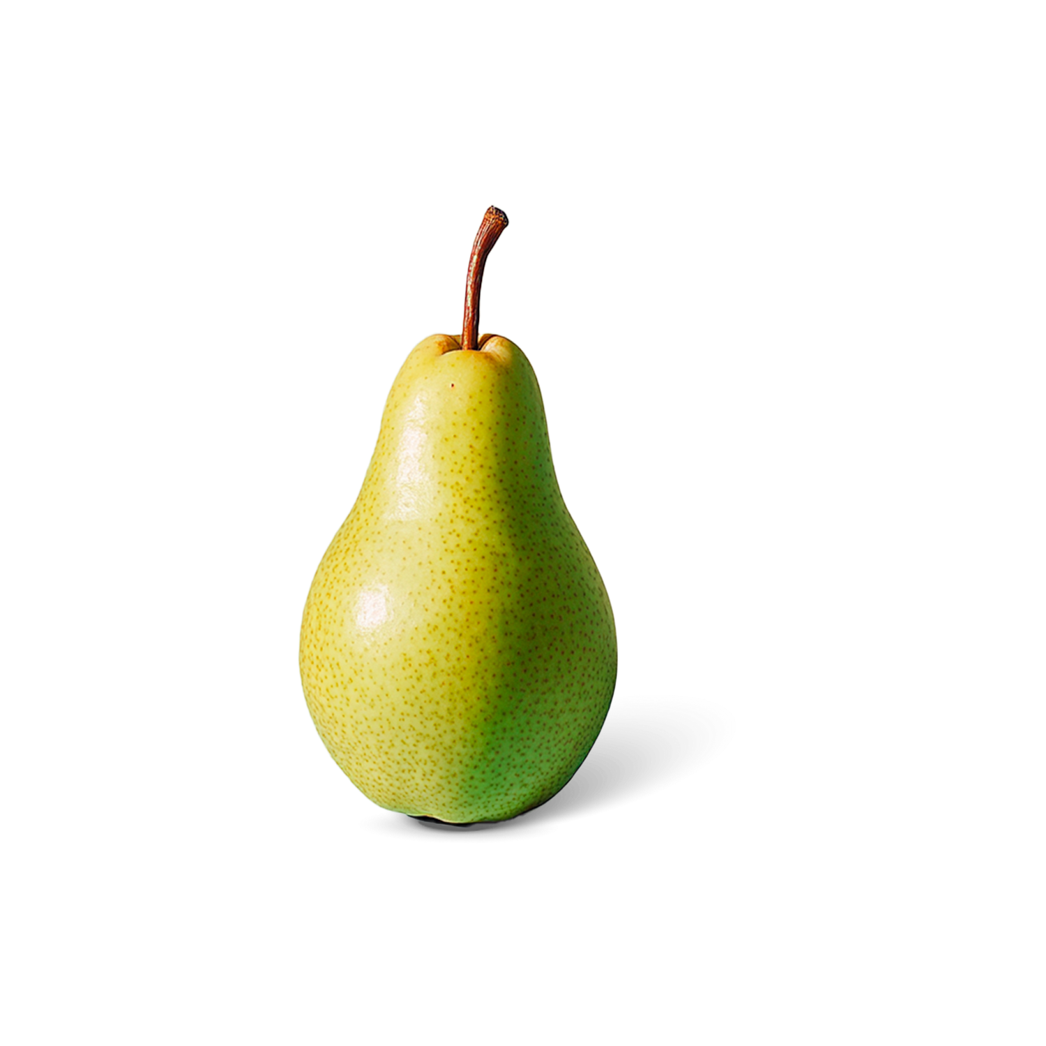 Hollandse Conference peren