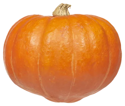 PLUS Pompoen Hokkaido