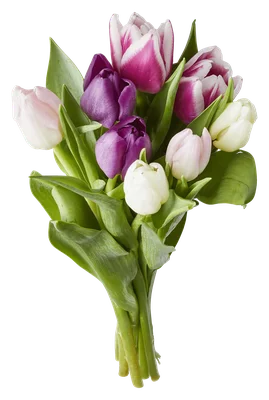 PLUS Tulpen mono gemengd Set 10 st