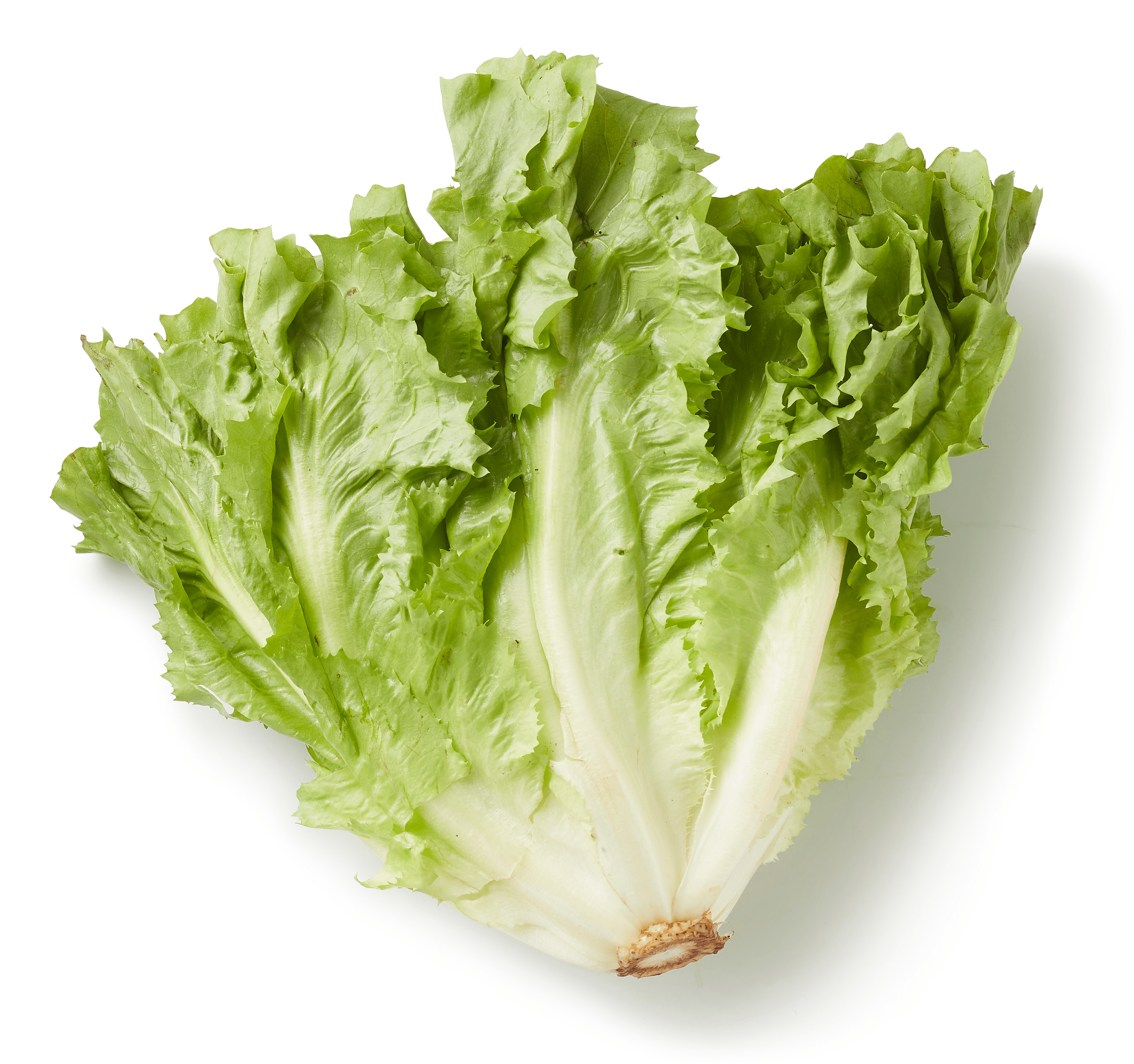 PLUS Andijvie (krop)