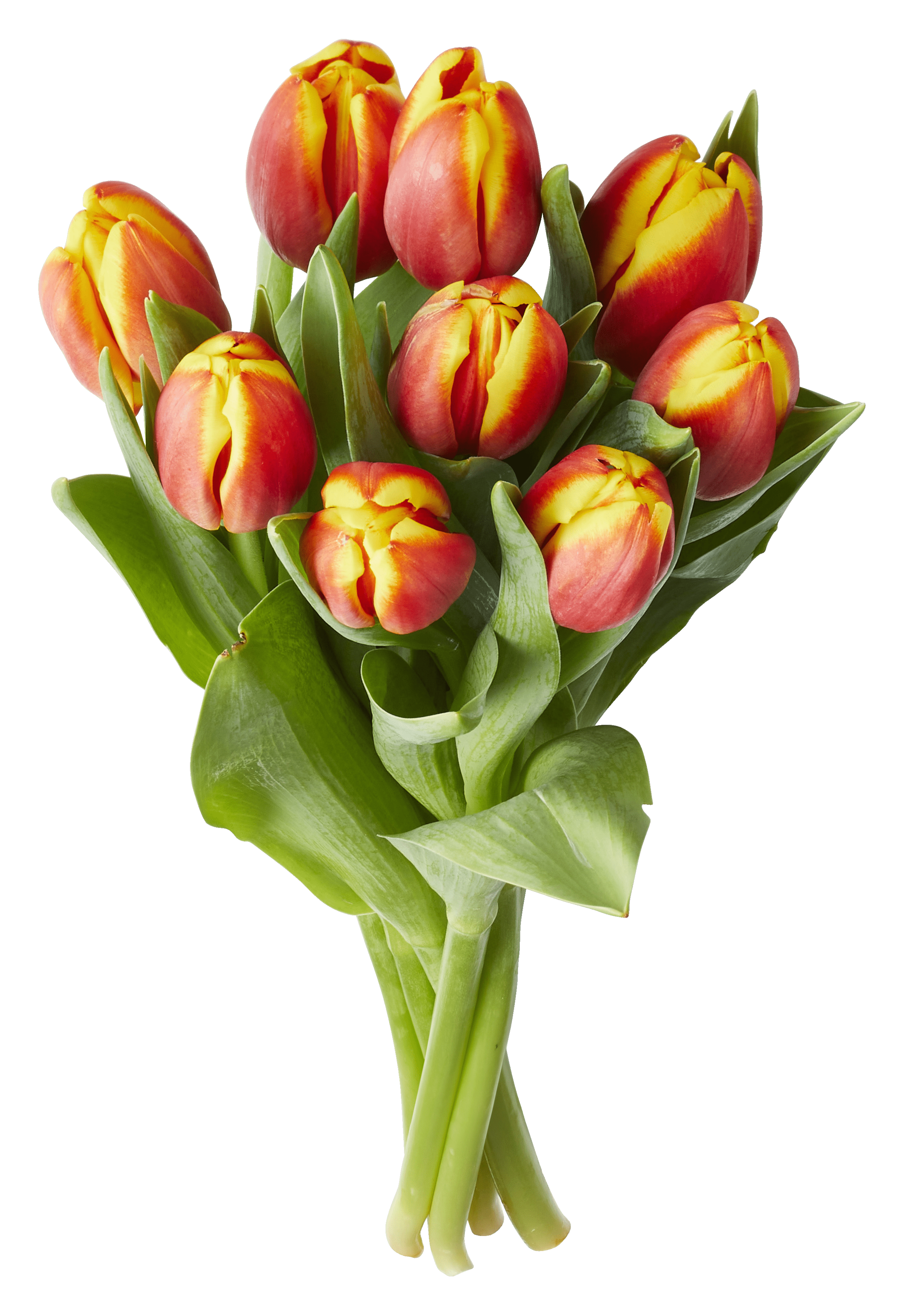 PLUS Tulpen rood bicolor