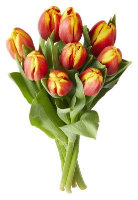 PLUS Tulpen rood bicolor