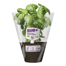 Bio+ Basilicum