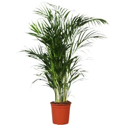 AH Areca 24 teelt