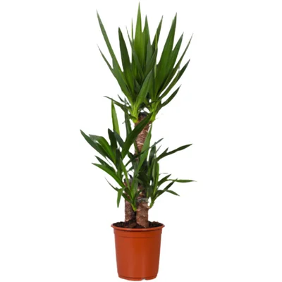 AH Yucca 21 teelt