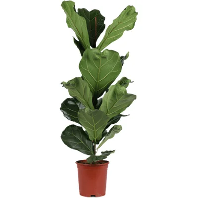 AH Ficus lyrata 21 teelt