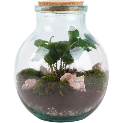 AH Terrarium small coffea arabica 7 teelt