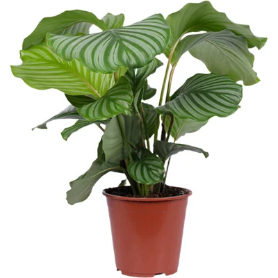 AH Calathea orbifolia 21