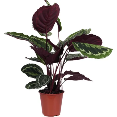 AH Calathea medallion 21