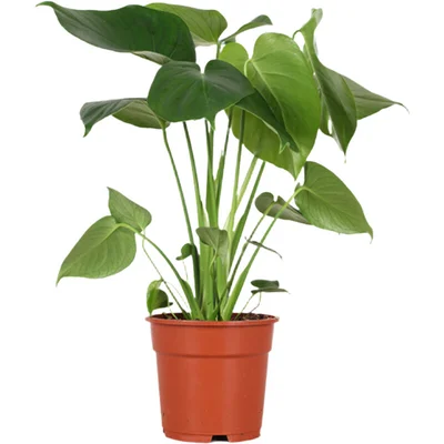 AH Monstera deliciosa 17 teelt