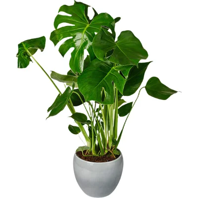 AH Monstera obliqua glas