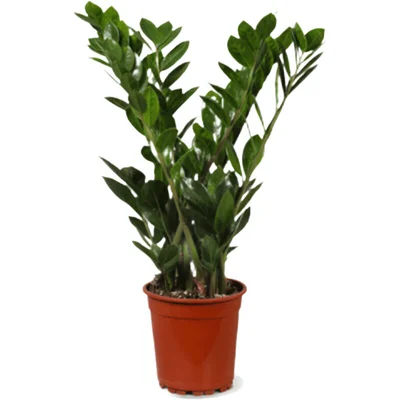 AH Zamioculcas 17 teelt