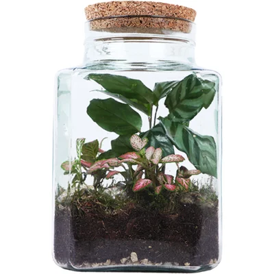 AH Terrarium vierkant S