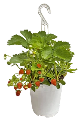 PLUS Aardbeienplant in hangpot