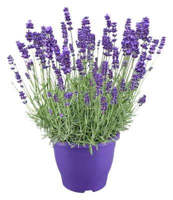 PLUS Lavendel plant XL