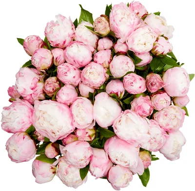 PLUS Pioenrozen roze